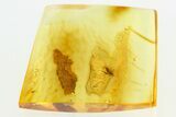 Fossil Fungus Gnat (Sciaridae) and Bark Fragment In Baltic Amber #284572-1